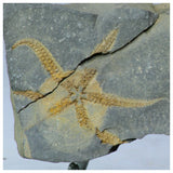Lot of Decorative Fossils - 143936022763 Order