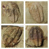 A12 + P8 + L137 4 Spinosaurus Dinosaur Caudal Tail Vertebra Bones + Trilobites - Order 143934965057