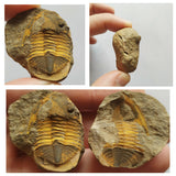A12 + P8 + L137 4 Spinosaurus Dinosaur Caudal Tail Vertebra Bones + Trilobites - Order 143934965057