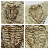 A12 + P8 + L137 4 Spinosaurus Dinosaur Caudal Tail Vertebra Bones + Trilobites - Order 143934965057