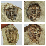 A12 + P8 + L137 4 Spinosaurus Dinosaur Caudal Tail Vertebra Bones + Trilobites - Order 143934965057