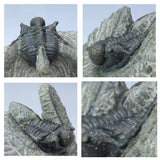 A12 + P8 + L137 4 Spinosaurus Dinosaur Caudal Tail Vertebra Bones + Trilobites - Order 143934965057