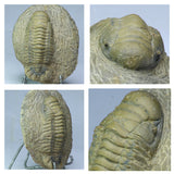 A12 + P8 + L137 4 Spinosaurus Dinosaur Caudal Tail Vertebra Bones + Trilobites - Order 143934965057