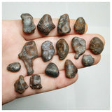 Lot of Meteorites & Minerals - Order 143935445828