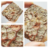 R27 - Beautiful 2.95 Inch Cretaceous Crocodile Dermal Scute Bone KemKem Beds(143938345786)