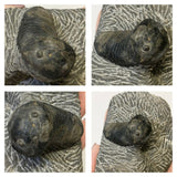 Lot of Trilobites Order 143942157098