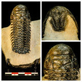 Lot of Trilobites Order 143942157098