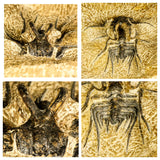 Lot of Trilobites Order 143942157098