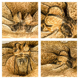 Lot of Trilobites Order 143942157098