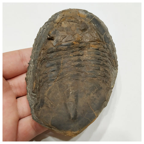 N3 - Beautiful Huge 3.93 Inch Unidentified Black Asaphid Ordovician Trilobite 143947626473