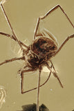 10004 - HARVESTMEN Opilione Fossil Inclusion Genuine BALTIC AMBER + HQ Picture