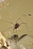 10004 - HARVESTMEN Opilione Fossil Inclusion Genuine BALTIC AMBER + HQ Picture
