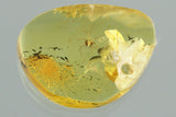 10004 - HARVESTMEN Opilione Fossil Inclusion Genuine BALTIC AMBER + HQ Picture