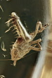 10005 - BIZARRE Insect SPINY CICADA NYMPH Fossil Genuine BALTIC AMBER + HQ Picture