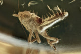 10005 - BIZARRE Insect SPINY CICADA NYMPH Fossil Genuine BALTIC AMBER + HQ Picture