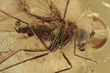 10007 - Nice LONG-LEGGED FLY Fossil Inclusion Genuine BALTIC AMBER + HQ Picture