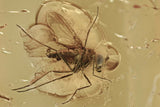 10007 - Nice LONG-LEGGED FLY Fossil Inclusion Genuine BALTIC AMBER + HQ Picture