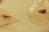 10009 - SPIDER & WASP Fossil Inclusion Genuine BALTIC AMBER + HQ Picture