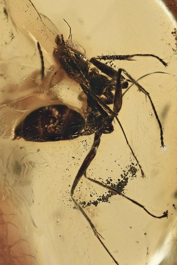 10010 - ANT Formicidae Fossil Inclusion Genuine BALTIC AMBER + HQ Picture