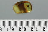 10010 - ANT Formicidae Fossil Inclusion Genuine BALTIC AMBER + HQ Picture
