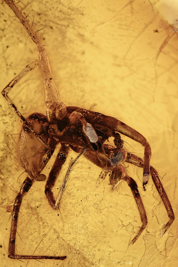 10015 - Large SPIDER Araneae Fossil Inclusion in Genuine BALTIC AMBER + HQ Picture