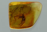 10015 - Large SPIDER Araneae Fossil Inclusion in Genuine BALTIC AMBER + HQ Picture