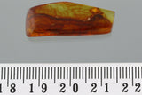 10017 - SPIDER Araneae on STALACTITE Fossil Genuine inclusion in BALTIC AMBER + HQ Picture