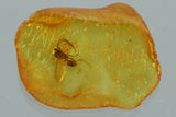 10018 - Great WINGED ANT Formicidae Fossil inclusion in Genuine BALTIC AMBER+ HQ Picture