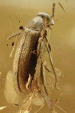 10019 - Scraptiidae FLOWER BEETLE Scraptiinae Genuine inclusion in BALTIC AMBER + HQ Picture