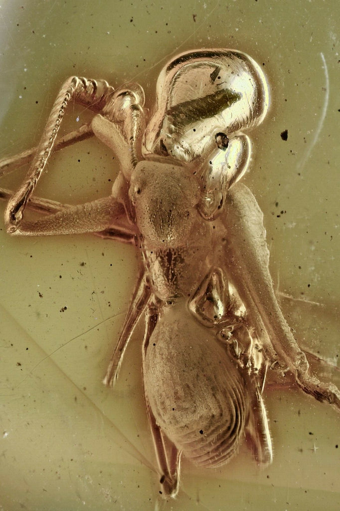 10020 - ARCHAEIDAE Large Assassin Spider Fossil inclusion in Genuine BALTIC AMBER + HQ Picture