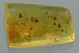 10021 - 4 SPIDERS Araneae SPIDERLING Fossil inclusion in Genuine BALTIC AMBER + HQ Picture
