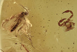 10022 - Astonishing Real PSEUDOSCORPION & GNAT Fossil Inclusion in Genuine BALTIC AMBER + HQ Picture
