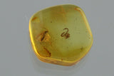 10022 - Astonishing Real PSEUDOSCORPION & GNAT Fossil Inclusion in Genuine BALTIC AMBER + HQ Picture