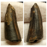 10126 - Exceedingly Rare Suchomimus tenerensis Dinosaur Tooth - Elrhaz Fm - Niger