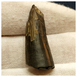 10126 - Exceedingly Rare Suchomimus tenerensis Dinosaur Tooth - Elrhaz Fm - Niger