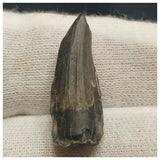 10127 - Exceedingly Rare Suchomimus tenerensis Dinosaur Tooth - Elrhaz Fm - Niger