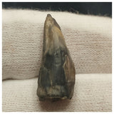 10127 - Exceedingly Rare Suchomimus tenerensis Dinosaur Tooth - Elrhaz Fm - Niger