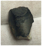 10129 - Top Rare Ouranosaurus 0.90'' Hadrosaurid Dinosaur Tooth Cretaceous Elrhaz Fm