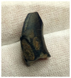 10129 - Top Rare Ouranosaurus 0.90'' Hadrosaurid Dinosaur Tooth Cretaceous Elrhaz Fm