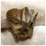 10130 - Top Rare Ouranosaurus 0.78'' Hadrosaurid Dinosaur Tooth Cretaceous Elrhaz Fm