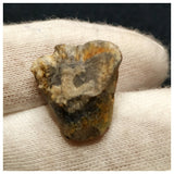 10130 - Top Rare Ouranosaurus 0.78'' Hadrosaurid Dinosaur Tooth Cretaceous Elrhaz Fm