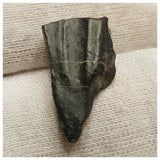 10131 - Top Rare Ouranosaurus 0.90'' Hadrosaurid Dinosaur Tooth Cretaceous Elrhaz Fm