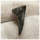 10131 - Top Rare Ouranosaurus 0.90'' Hadrosaurid Dinosaur Tooth Cretaceous Elrhaz Fm