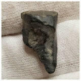 10131 - Top Rare Ouranosaurus 0.90'' Hadrosaurid Dinosaur Tooth Cretaceous Elrhaz Fm