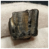 10132 - Top Rare Ouranosaurus 0.59'' Hadrosaurid Dinosaur Tooth Cretaceous Elrhaz Fm