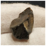 10132 - Top Rare Ouranosaurus 0.59'' Hadrosaurid Dinosaur Tooth Cretaceous Elrhaz Fm