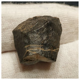 10134 - Top Rare Ouranosaurus 0.70'' Hadrosaurid Dinosaur Tooth Cretaceous Elrhaz Fm