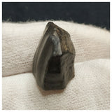 10134 - Top Rare Ouranosaurus 0.70'' Hadrosaurid Dinosaur Tooth Cretaceous Elrhaz Fm