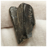 10135 - Top Rare Ouranosaurus 0.98'' Hadrosaurid Dinosaur Tooth Cretaceous Elrhaz Fm