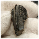 10135 - Top Rare Ouranosaurus 0.98'' Hadrosaurid Dinosaur Tooth Cretaceous Elrhaz Fm